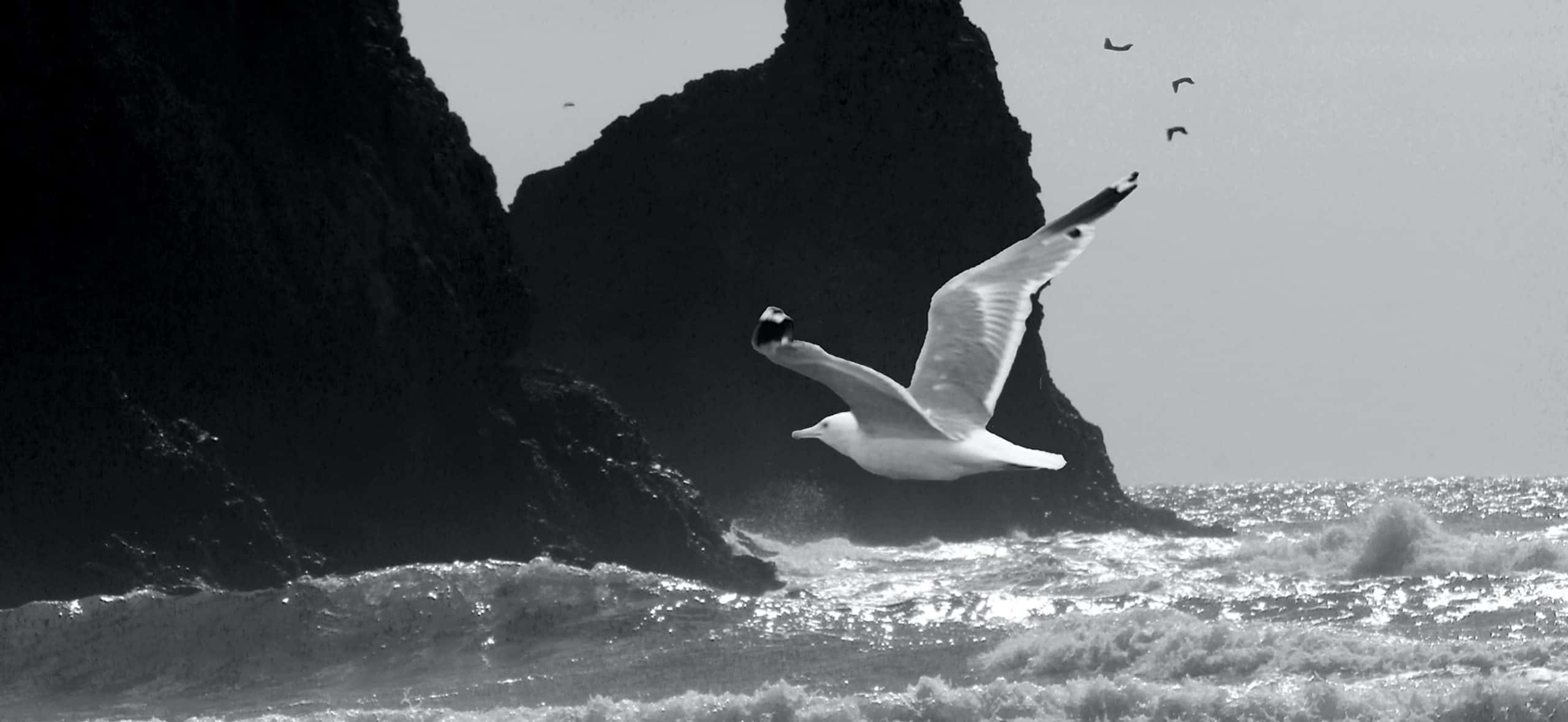 Featured image of post Doc Tv Podcast - Γιάννης Χρυσογόνου: Albatross